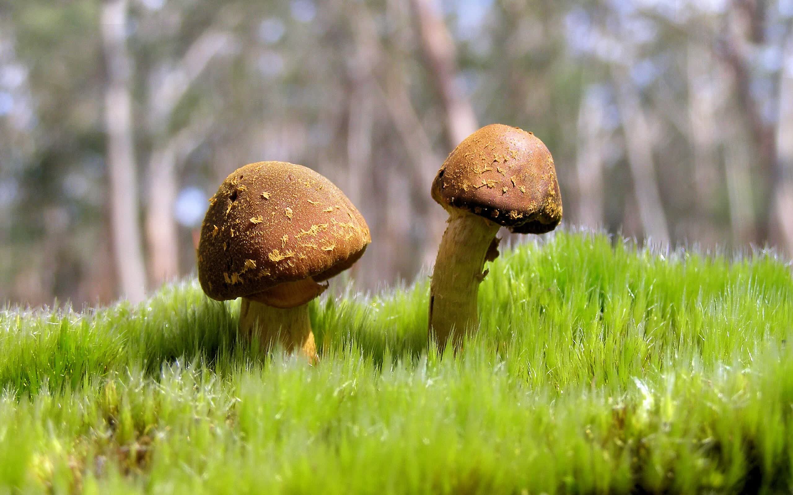 世界斯诺克“直布罗陀公开赛”决赛:短局制制造高冷门几率